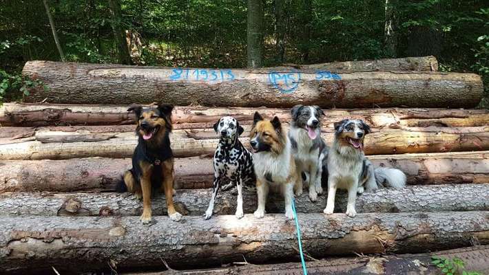 Bester Freund, Hundekumpel - zeigt her!-Beitrag-Bild