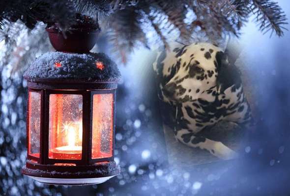 Dein Hund im Dogorama-Kalender 2021-Beitrag-Bild