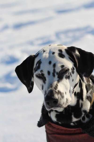 Fotochallange Nr. 57     PORTRÄT.   Beendet!!!!!!!!-Beitrag-Bild