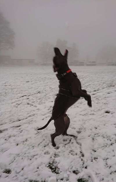 Dogorama Photo Challenge - Es wird nochmal kalt!-Beitrag-Bild