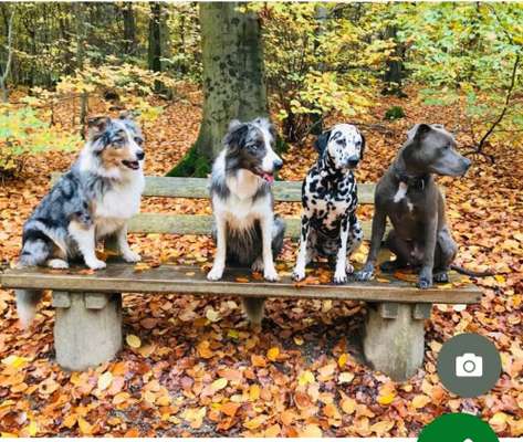 Die Dogorama Kalender Challenge Teil 1/4-Beitrag-Bild