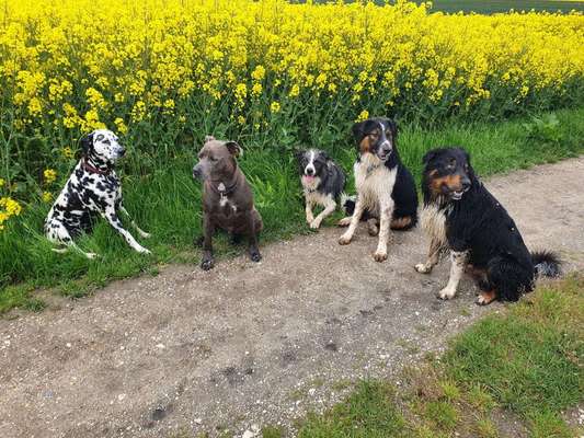 Die Dogorama Kalender Challenge Teil 3/4-Beitrag-Bild