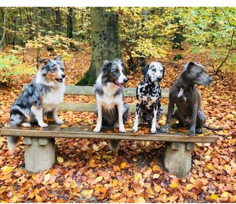 Fotochallenge No. 26                                     Wald und Wiese-Beitrag-Bild