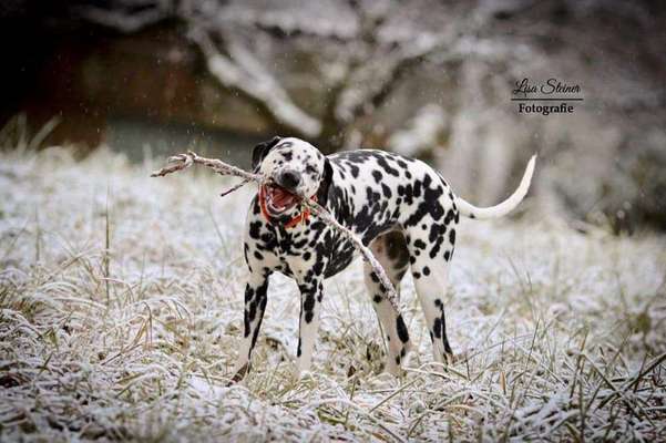 Dein Hund im Dogorama-Kalender 2021-Beitrag-Bild