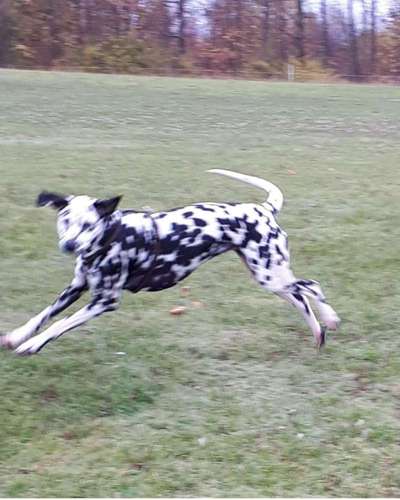 Fotochallenge 66 ~ Rennaction -Zeig deinen Hund im Lauf-Beitrag-Bild
