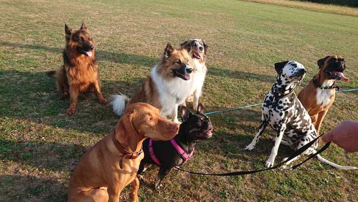 Bester Freund, Hundekumpel - zeigt her!-Beitrag-Bild