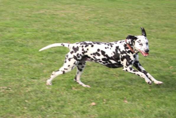 Welche Hunderasse-Beitrag-Bild