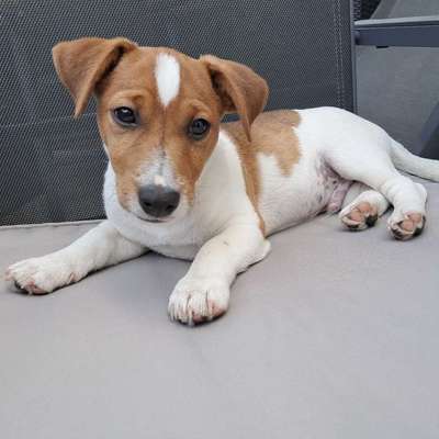 Hundetreffen-Welpentreff Freilaufzone-Profilbild