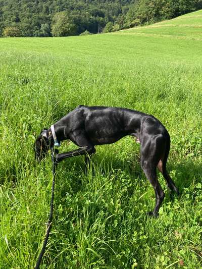 Windhunde - Treffen der besonderen Schönheiten
HERZLICH WILLKOMMEN-Beitrag-Bild