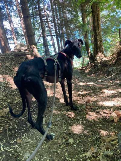 Windhunde - Treffen der besonderen Schönheiten
HERZLICH WILLKOMMEN-Beitrag-Bild