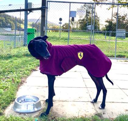 Windhunde - Treffen der besonderen Schönheiten
HERZLICH WILLKOMMEN-Beitrag-Bild