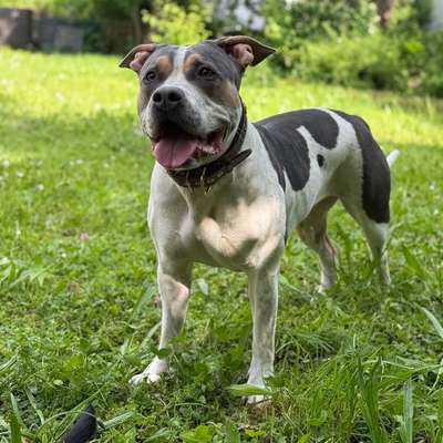 Hundetreffen-Gassi und Spielfreunde-Bild