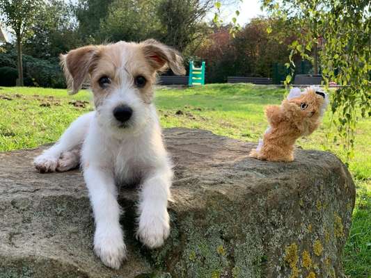 Welpen Bilder !-Beitrag-Bild