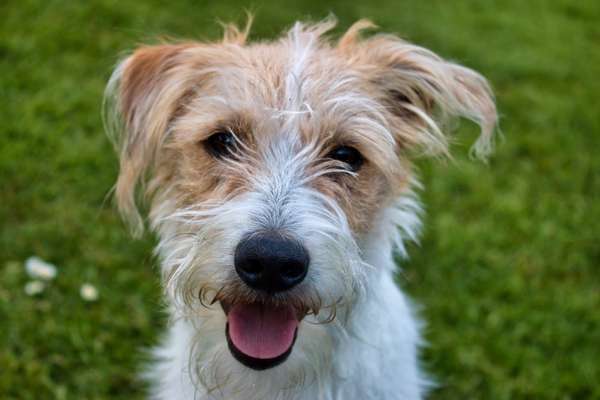 Fotochallange Nr. 57     PORTRÄT.   Beendet!!!!!!!!-Beitrag-Bild