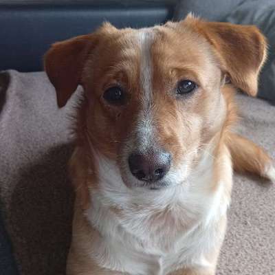 Hundetreffen-Gassi und Hundekumpel gesucht-Bild