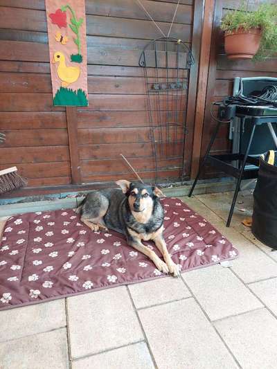 Auslandstierschutz-Beitrag-Bild