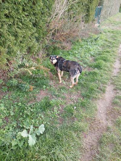 Auslandstierschutz-Beitrag-Bild