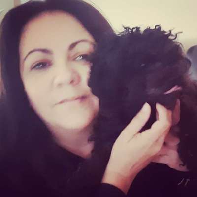 Bolonka Zwetna 🐾-Beitrag-Bild