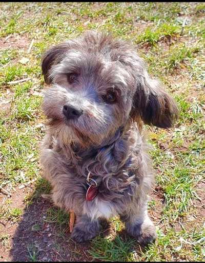 CHALLENGE NR. 19 - Der Hundeblick-Beitrag-Bild