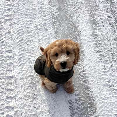 Hundetreffen-Welpentreffen Minden-Bild