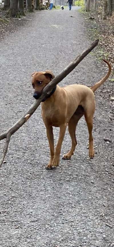 Rhodesian Ridgeback-Beitrag-Bild