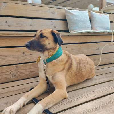 Hundetreffen-Suchen immer Leute zum spazieren gehen und als Trainingshilfe-Bild
