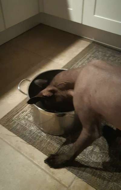 Freddys Kummerkasten-Beitrag-Bild