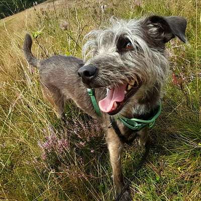 Hundetreffen-Trainings- & Socialwalk-Bild