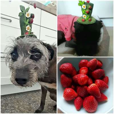 Freddys Kummerkasten-Beitrag-Bild