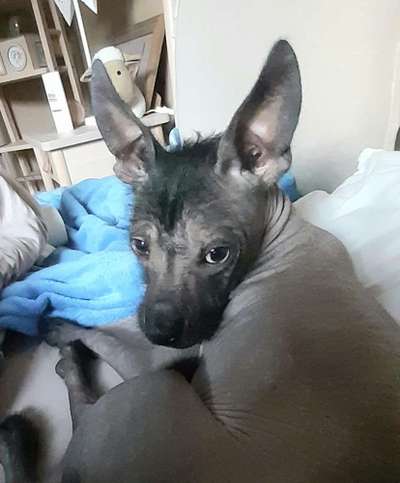 Chinese Crested (Chinesischer Schopfhund)-Beitrag-Bild