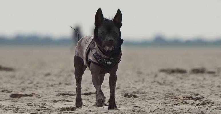 Chinese Crested (Chinesischer Schopfhund)-Beitrag-Bild