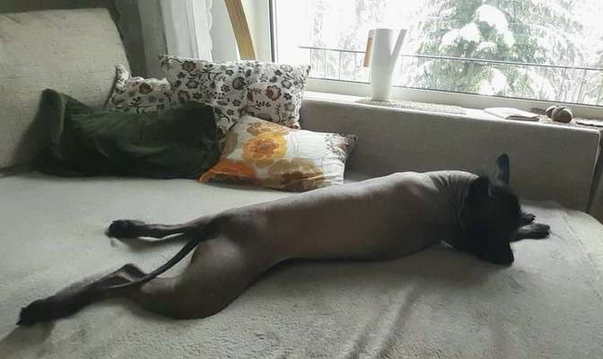 Chinese Crested (Chinesischer Schopfhund)-Beitrag-Bild