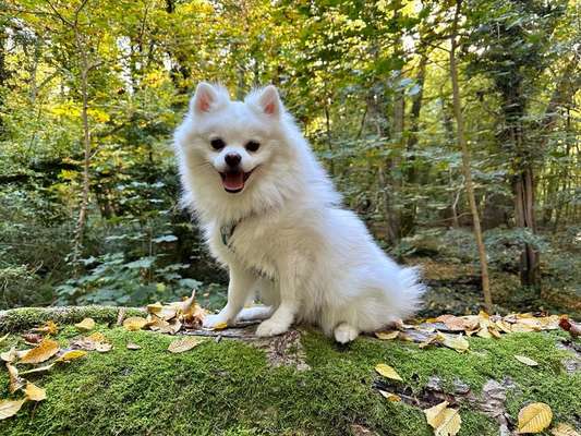 Dogorama Photo Challenge - Gassipause-Beitrag-Bild