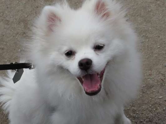 Dogorama Photo Challenge - Einmal lächeln bitte-Beitrag-Bild