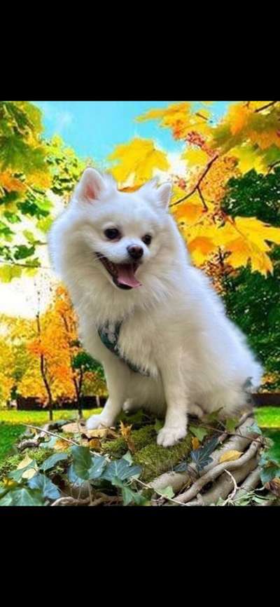 Dogorama Photo Challenge - Portrait-Beitrag-Bild