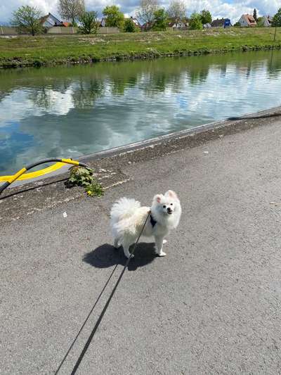 Dogorama Photo Challenge - Tierischer Urlaub-Beitrag-Bild