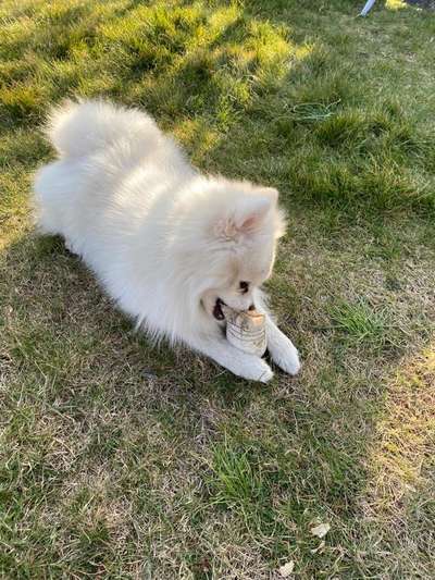 Bild wo euer Hund quatsch macht-Beitrag-Bild