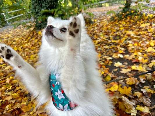 Dogorama Photo Challenge - Spielgesicht-Beitrag-Bild