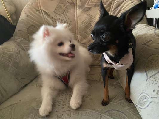 Dogorama Photo Challenge - Die besten Hundebuddys-Beitrag-Bild