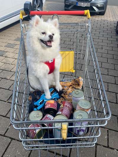 Postet das beste Foto von euren 4 beinern-Beitrag-Bild