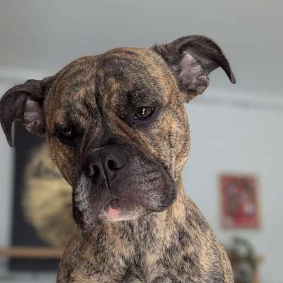 Hundetreffen-Hundetreffen