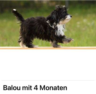 Welpen Bilder !-Beitrag-Bild