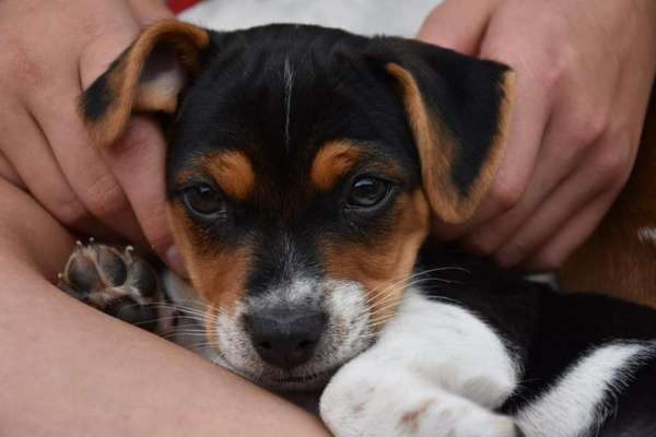 Hundetreffen-Welpen Spielgefährten-Bild