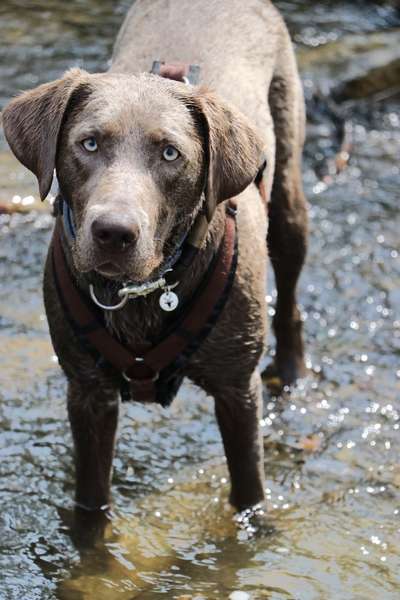 Dogorama-Monats-Challenge-Mai "Wasser"-Beitrag-Bild