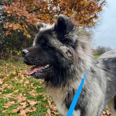 Hundetreffen-Social walks & Spielrunden-Bild