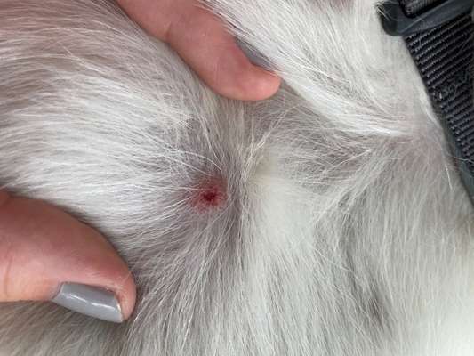 Zeckenbiss-Beitrag-Bild