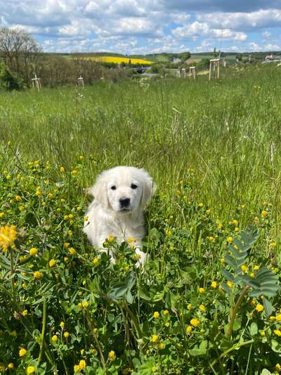 Die Dogorama Monats Challenge "Es grünt und blüht"-Beitrag-Bild