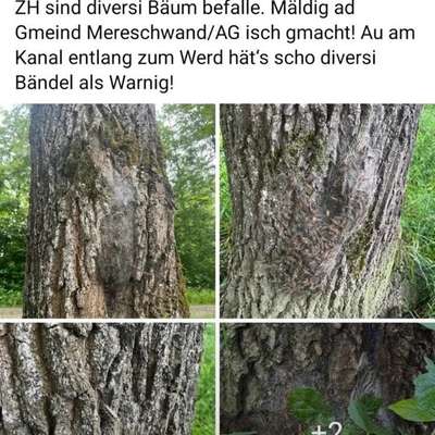 Giftköder-Prozessionsspinner!!!-Bild