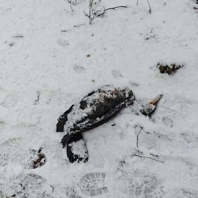 Giftköder-Vogel-Kadaver (Achtung Vogelgrippe)-Bild