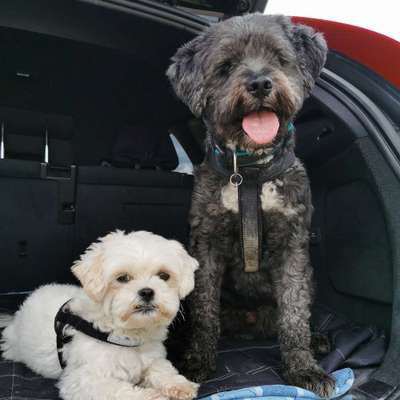 Hundetreffen-Freuen uns über gleichgesinnte Wanderanfänger mit Hund /Hunden-Bild